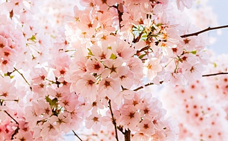 粉色桃花盛开的枝头壁纸