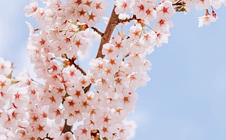 樱花盛开的枝头壁纸