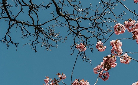 夜幕下的樱花风景壁纸