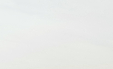 郁金香花园壁纸