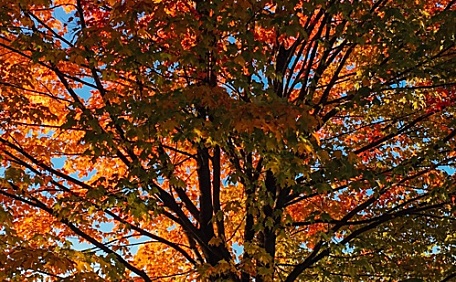 湖边秋季的风景壁纸