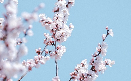 樱花在枝头盛开壁纸