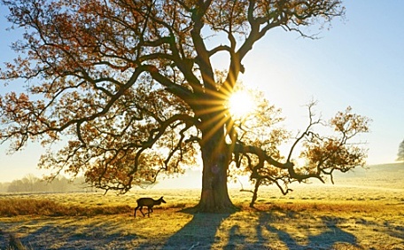 夕阳湖边树木的风景壁纸