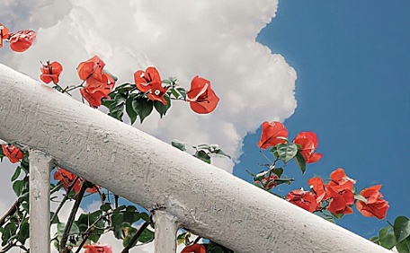 三角梅和月亮ins壁纸