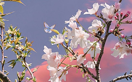 桃花和晚霞ins壁纸