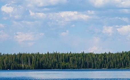 蓝色湖边的森林壁纸