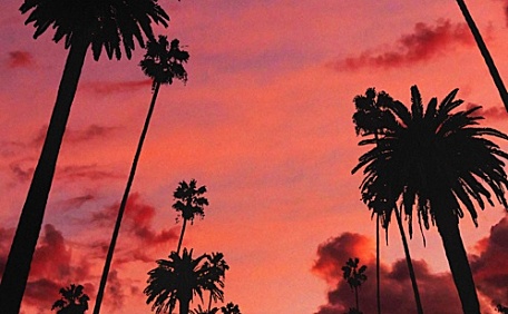 晚霞下的蕉树林风景壁纸