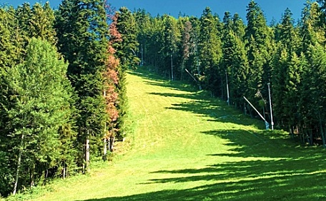 绿色的山景和森林壁纸