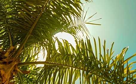 烈日下的蕉树壁纸