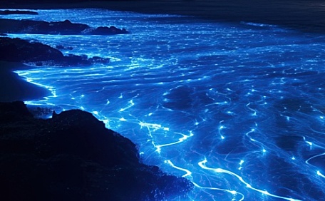 深夜海边的蓝眼泪风景壁纸