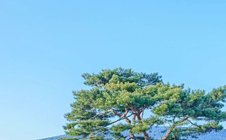 蓝色花海中的大树风景壁纸