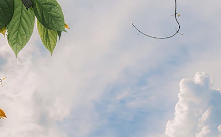 ins树叶和云层风景壁纸