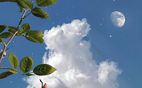 山茶花和繁星ins壁纸