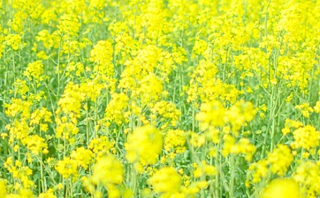 油麦菜花田风景壁纸