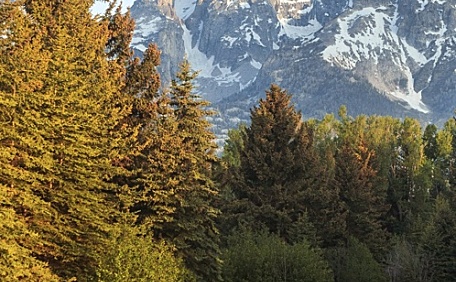 湖边树木的风景壁纸