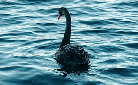 黑天鹅在水中壁纸