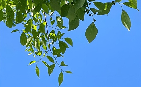 ins蓝天和树叶风景壁纸