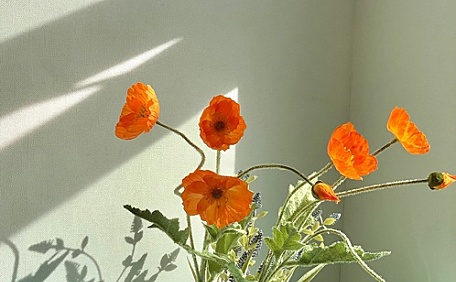 ins非洲菊和几何壁纸