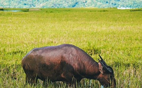 草原上的牛风景壁纸