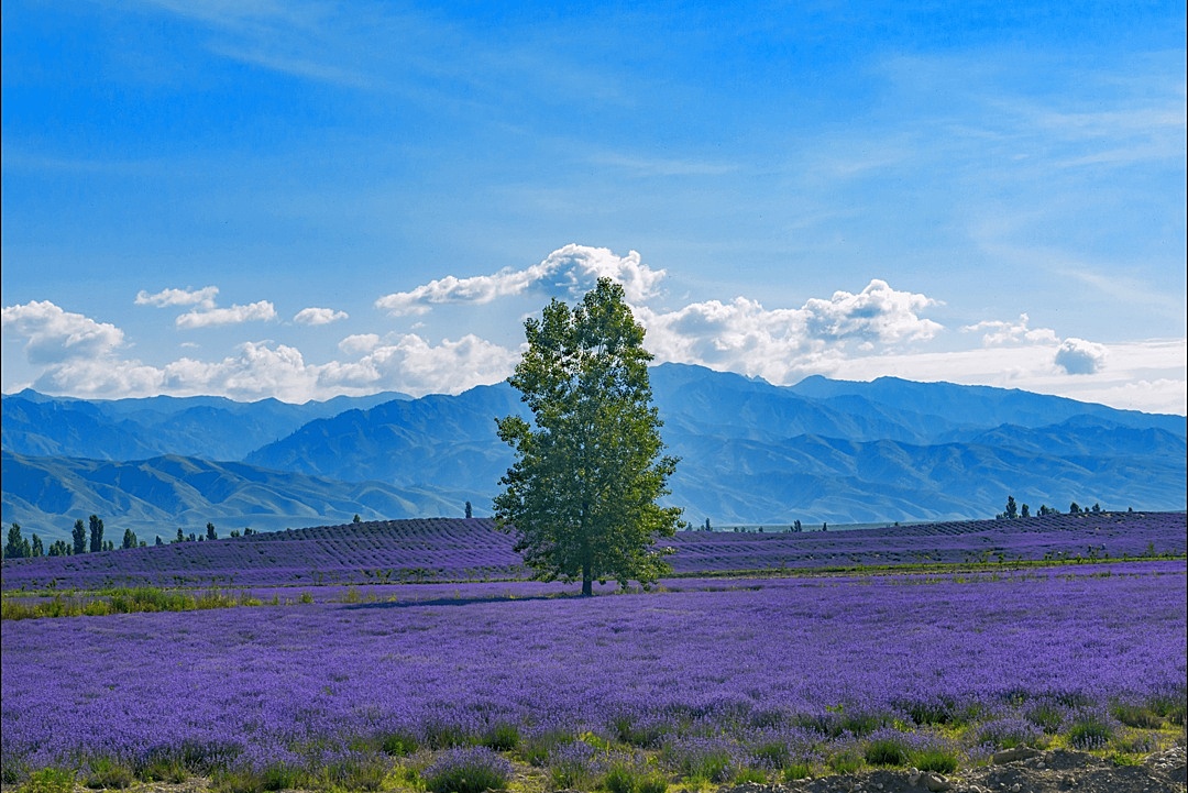 华为matebook x pro 2022内置壁纸宣传壁纸 薰衣草牧场大山壁纸
