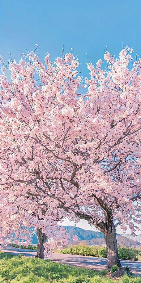 粉色樱花盛开浪漫公路边绿色草坪天空壁纸