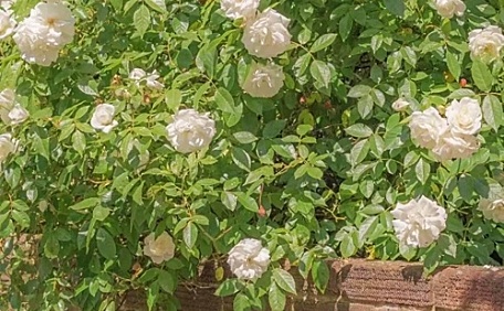 墙边白色月季花盛开绿色叶子花卉壁纸