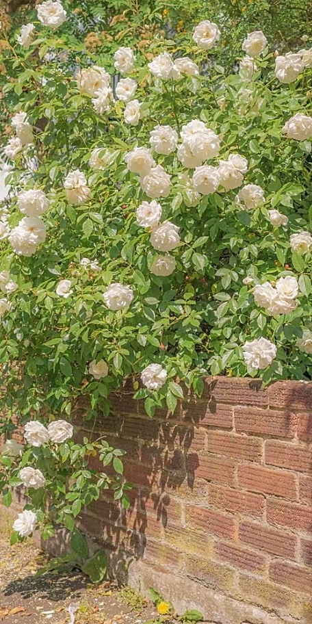 墙边白色月季花盛开绿色叶子花卉壁纸