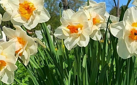 ins白色水仙花绿色叶子天空壁纸