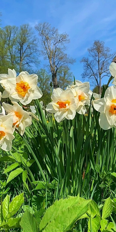 ins白色水仙花绿色叶子天空壁纸