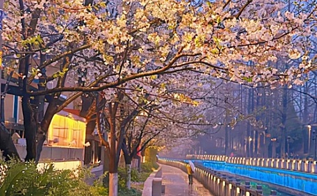 夜晚路灯下的樱花掉落的公路壁纸