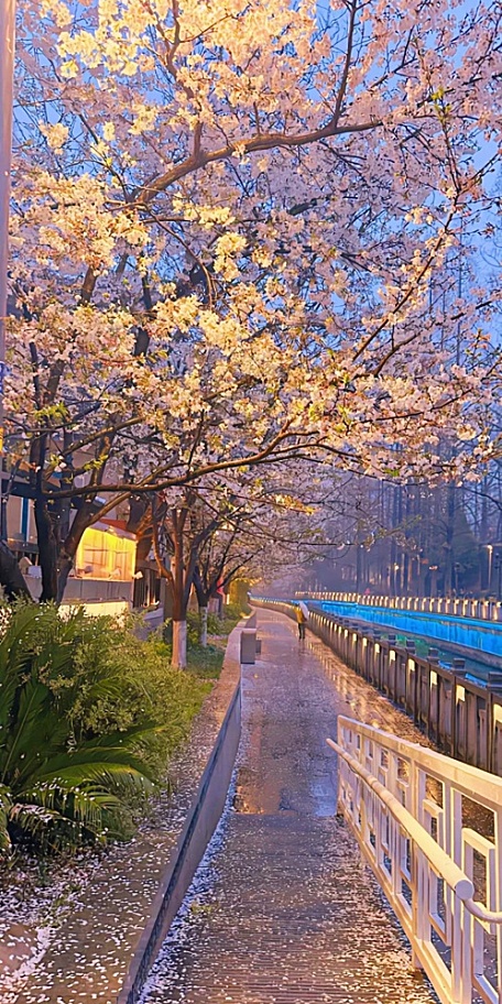 夜晚路灯下的樱花掉落的公路壁纸