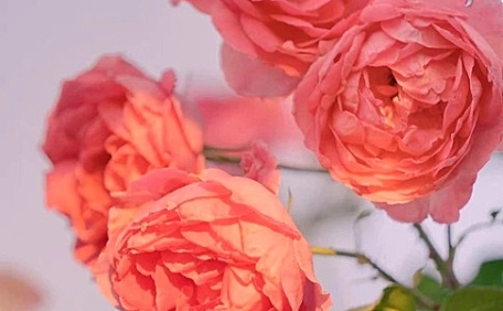 ins粉色蔷薇花卉壁纸