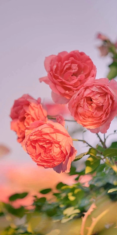 ins粉色蔷薇花卉壁纸