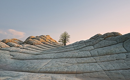 Tree 1 dragged壁纸