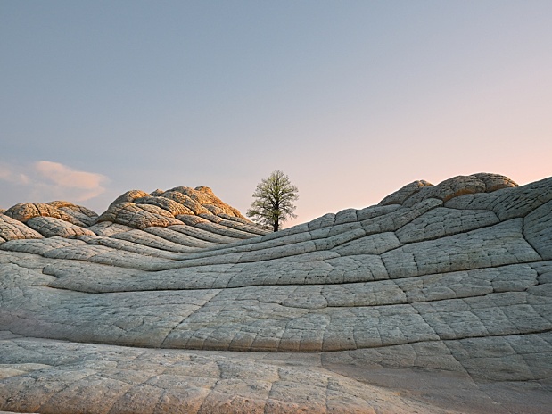 Tree 1 dragged壁纸