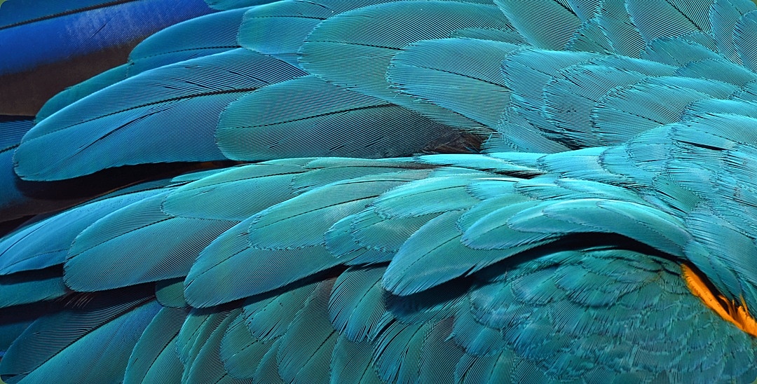 华为matebook x pro 2022内置壁纸宣传壁纸青绿羽毛壁纸