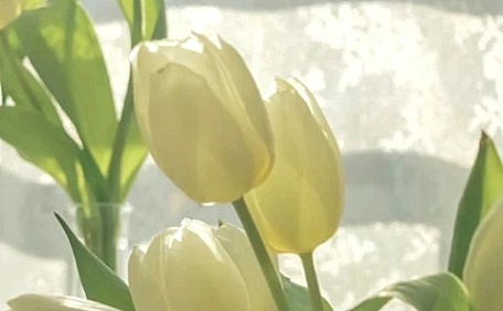 ins黄色郁金香插花壁纸