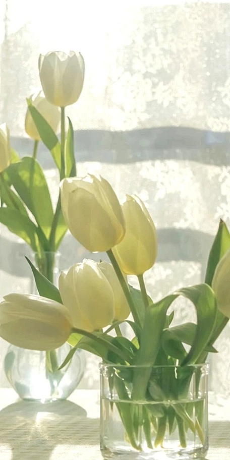 ins黄色郁金香插花壁纸