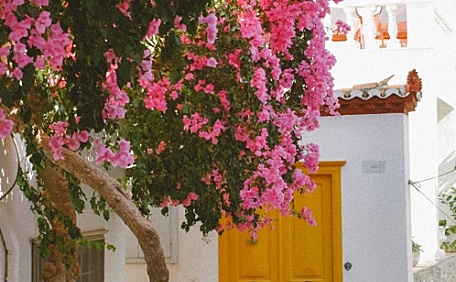 三角梅下的小巷牵着马车的老人壁纸