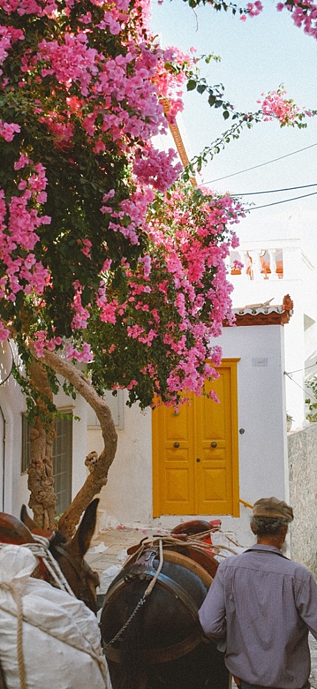 三角梅下的小巷牵着马车的老人壁纸