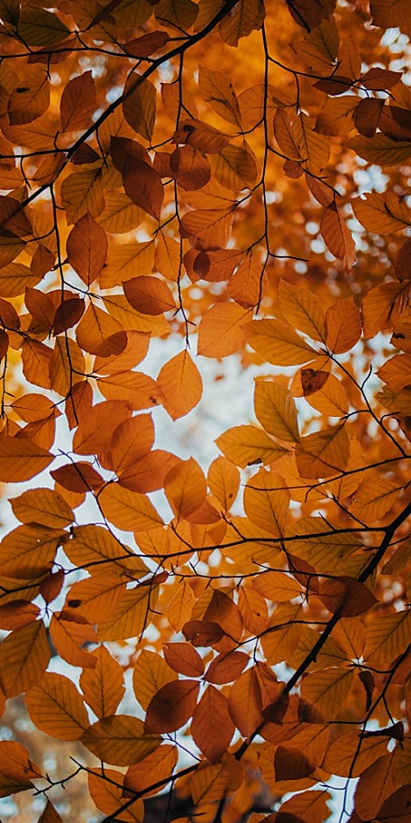 秋季黄叶透过日光风景壁纸
