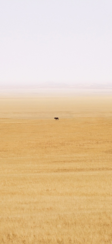 枯黄色草原马阴天风景壁纸