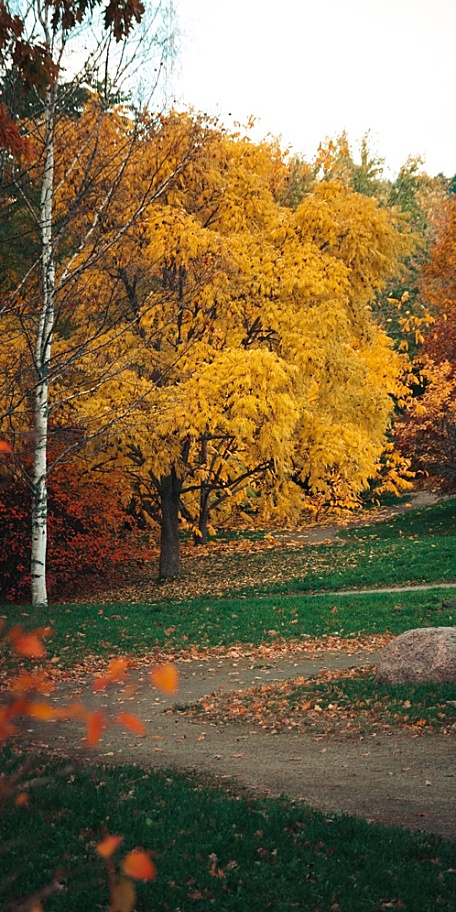 秋季金黄色树叶落叶草坪公园风景壁纸