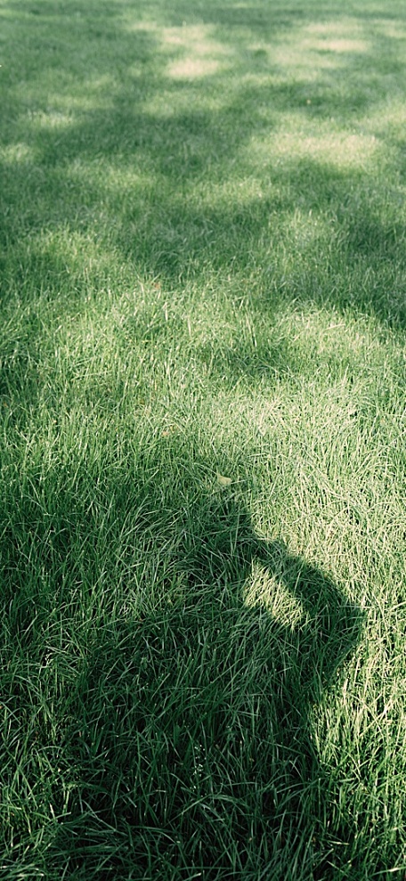 阳光洒在草地上男人的影子壁纸