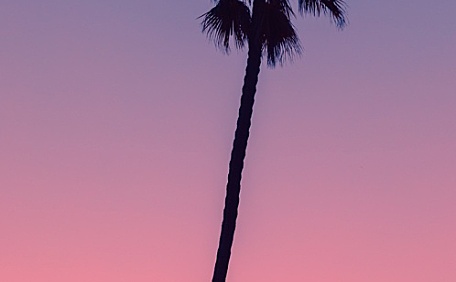 渐变橙粉紫色天空下的椰树风景壁纸