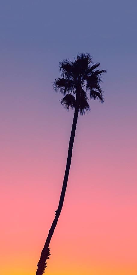 渐变橙粉紫色天空下的椰树风景壁纸