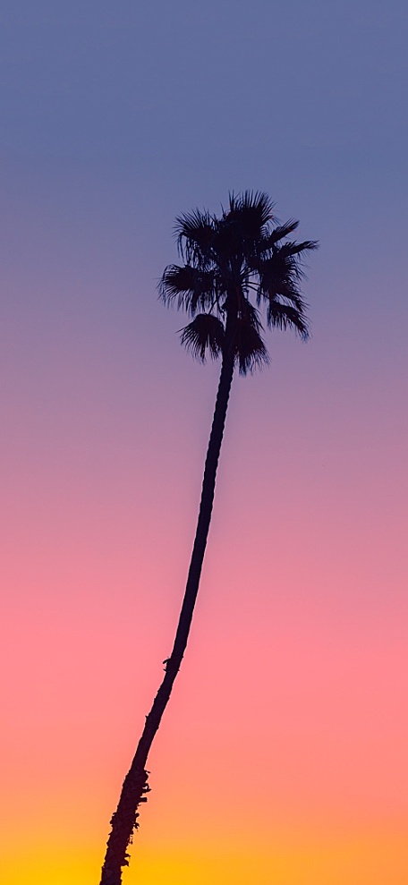 渐变橙粉紫色天空下的椰树风景壁纸