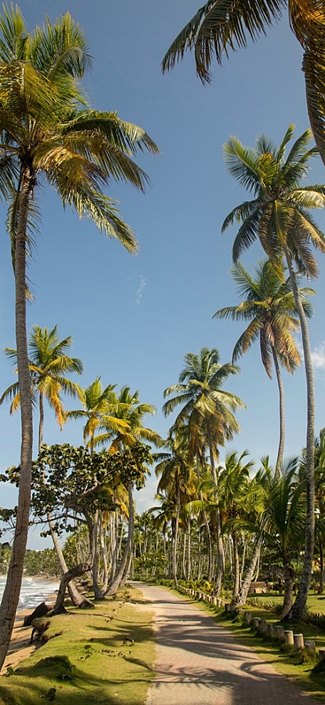 海边椰树林小路沙滩风景壁纸