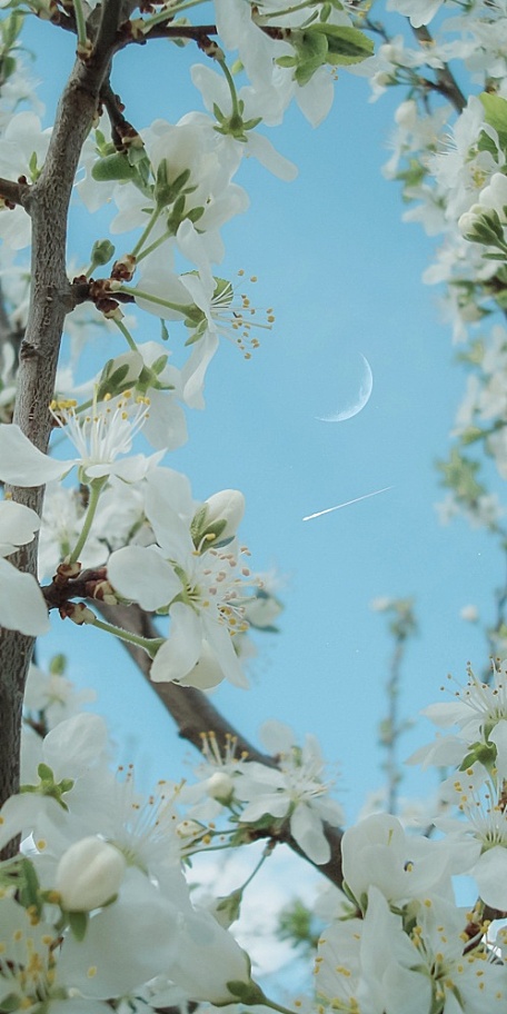 白色梨花天空流行风景壁纸