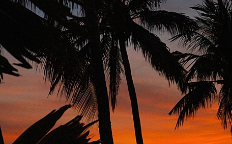 黄昏橙色晚霞火烧云下的椰树林风景壁纸